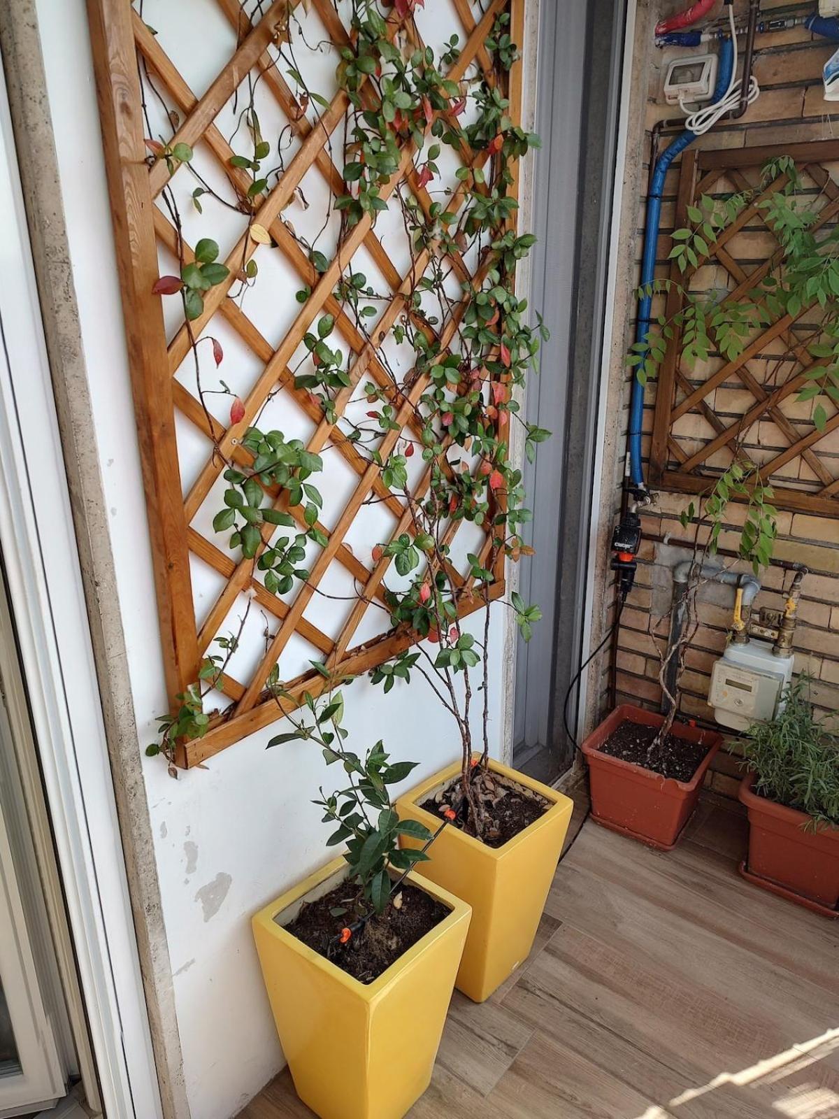 Ilbalconcino *